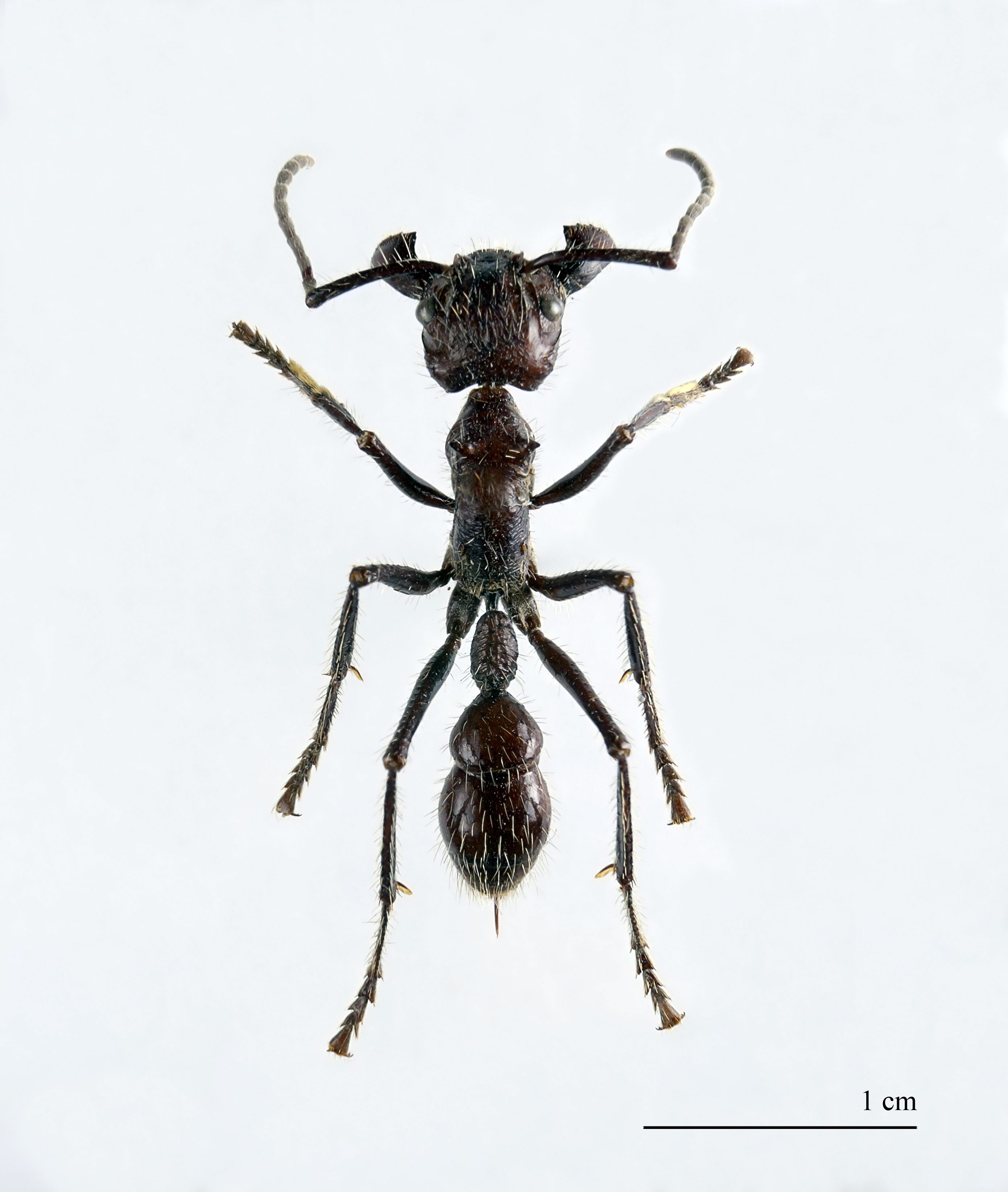 Formica proiettile, foto concessa da Muséum de Toulouse.