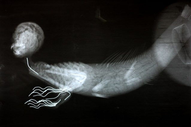 Radiografia della Sirena di Modena. Foto da Wikimedia Commons
