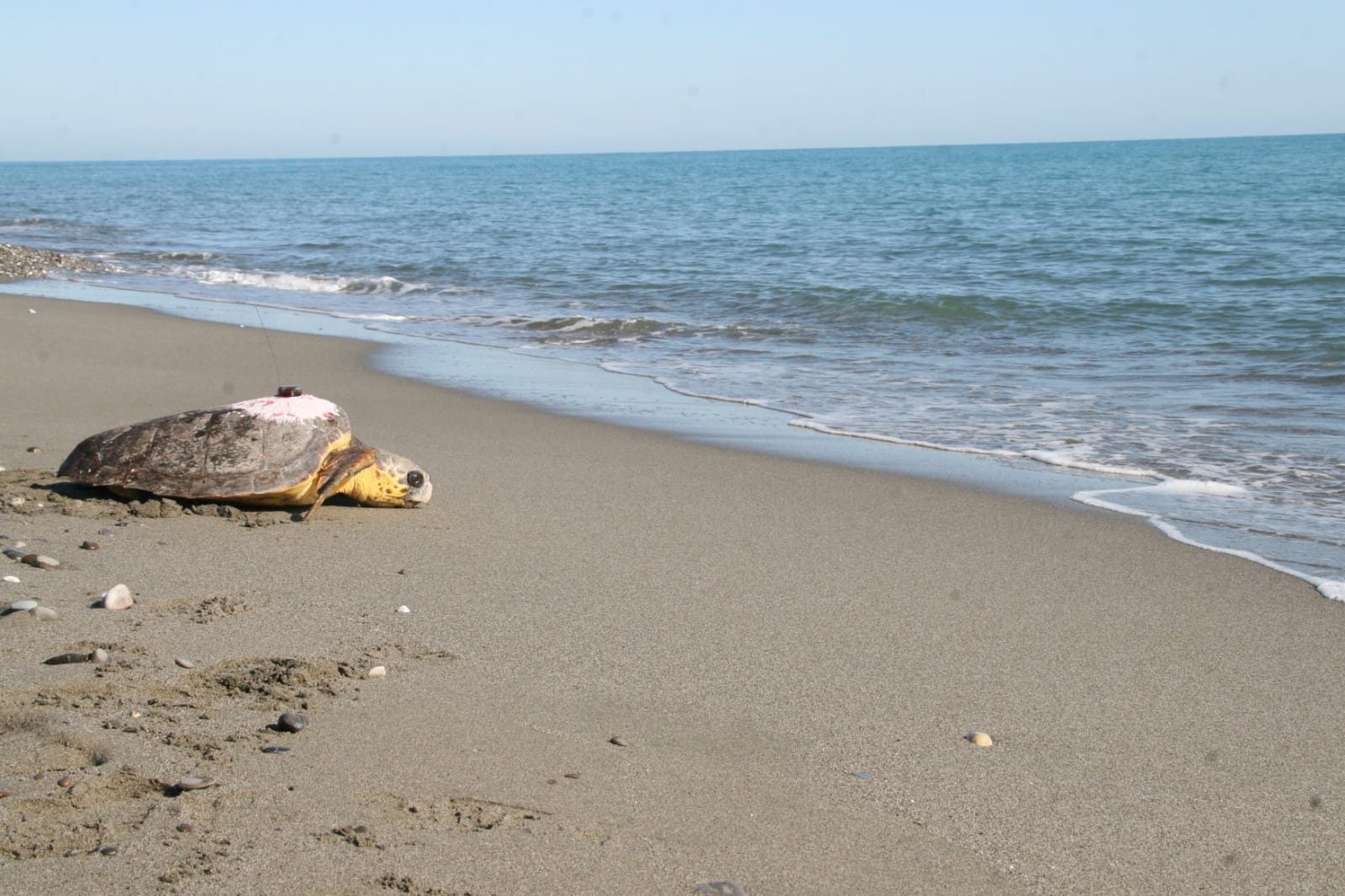 Una tartaruga con geolocalizzatore sul guscio mentre riprende il mare (@credits:WWF)