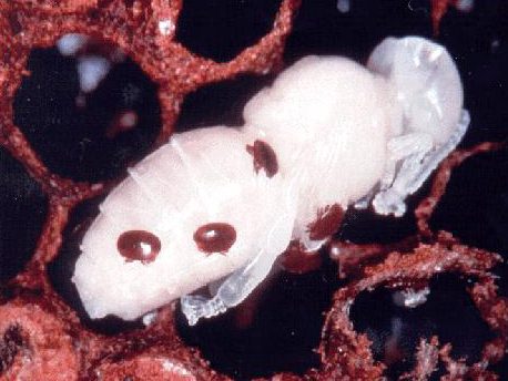 Acari Varroa su una pupa di ape. Foto da Wikimedia Commons