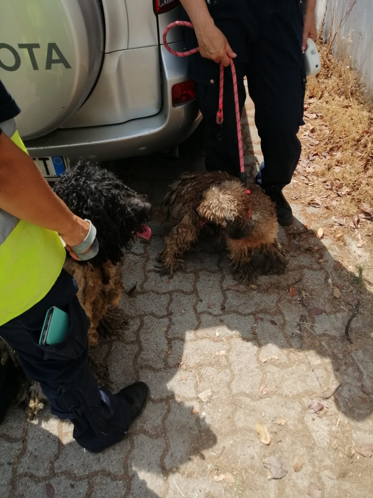 viveva con 37 cani prato