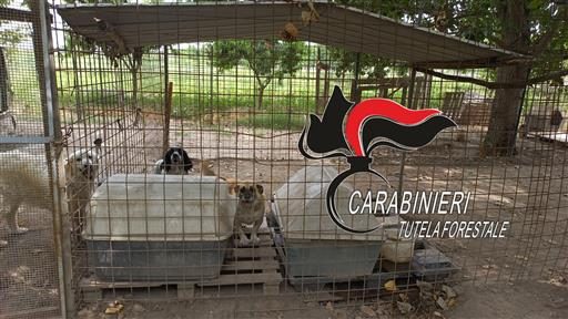 canile acerra