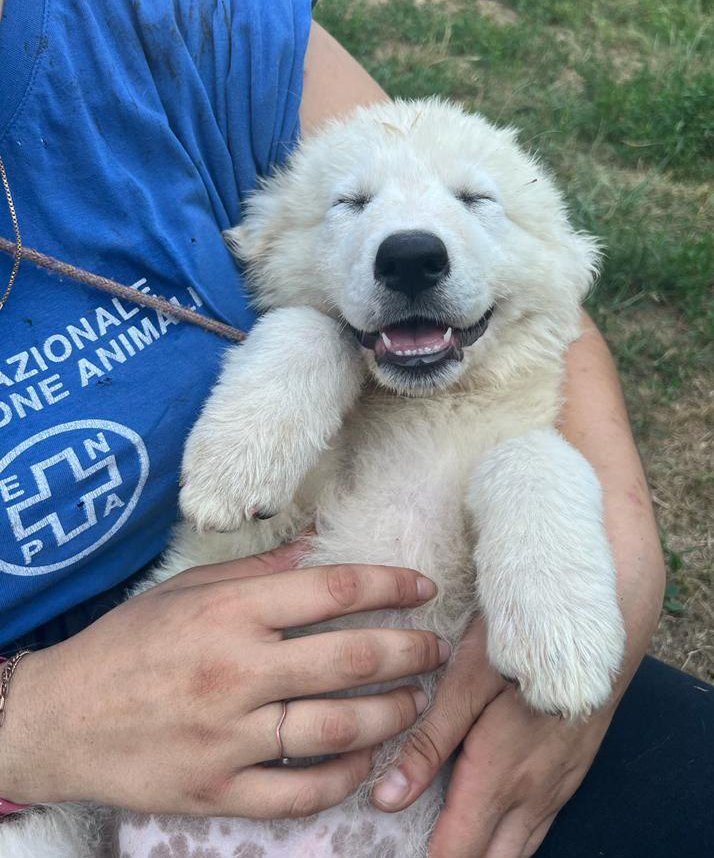 cuccioli maremmano