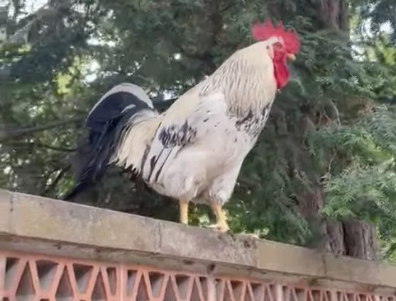 gallo garibaldi