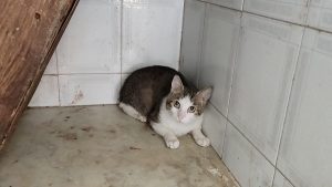 Uno dei gatti salvati a Catania