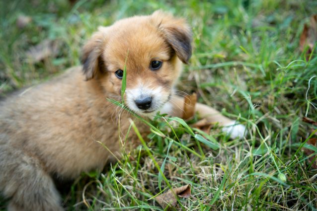 cucciolo cane