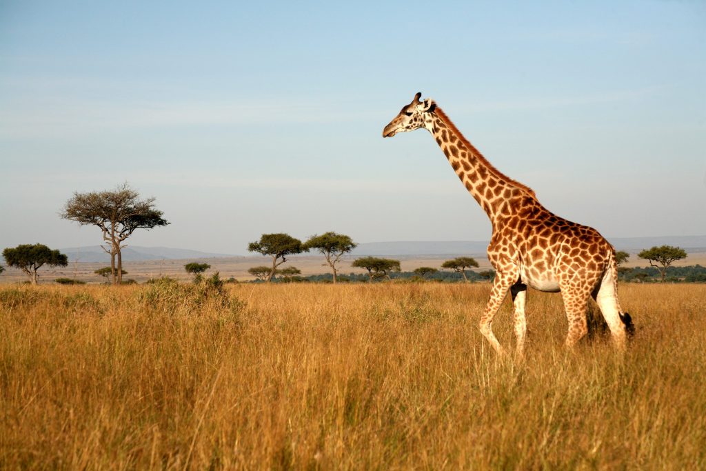 Il lungo collo della giraffa potrebbe quindi essersi evoluto per selezione sessuale, diventando poi vantaggioso anche per raggiungere le chiome più alte per l’alimentazione