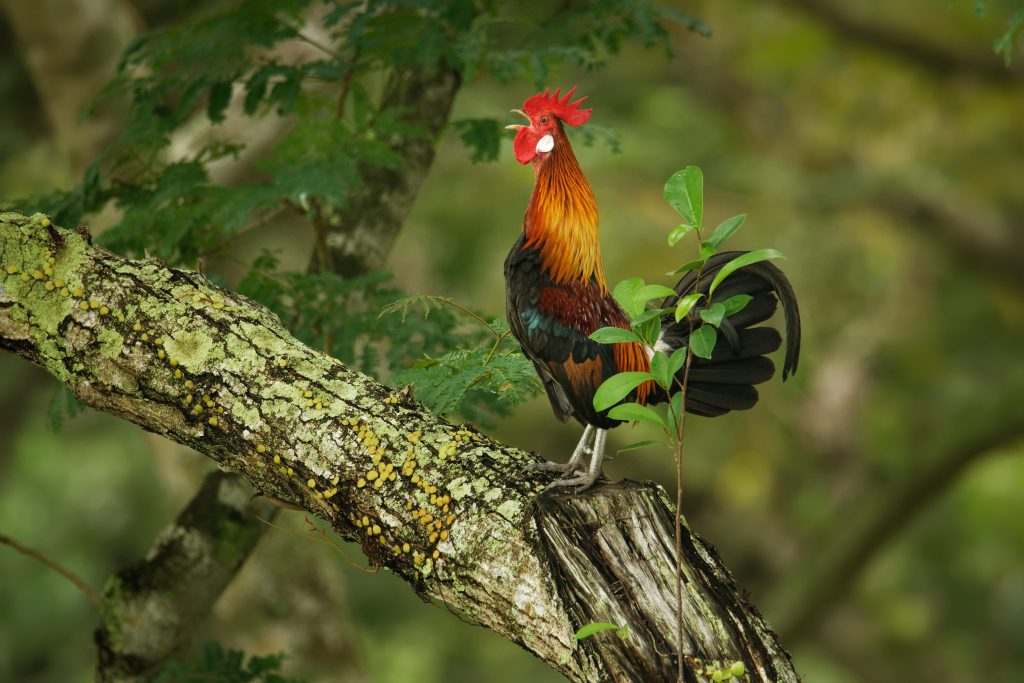 Gli antenati selvatici di galli e galline vivono tutt’ora nella giungla e si sono avvicinati ai villaggi grazie alle coltivazioni di riso
