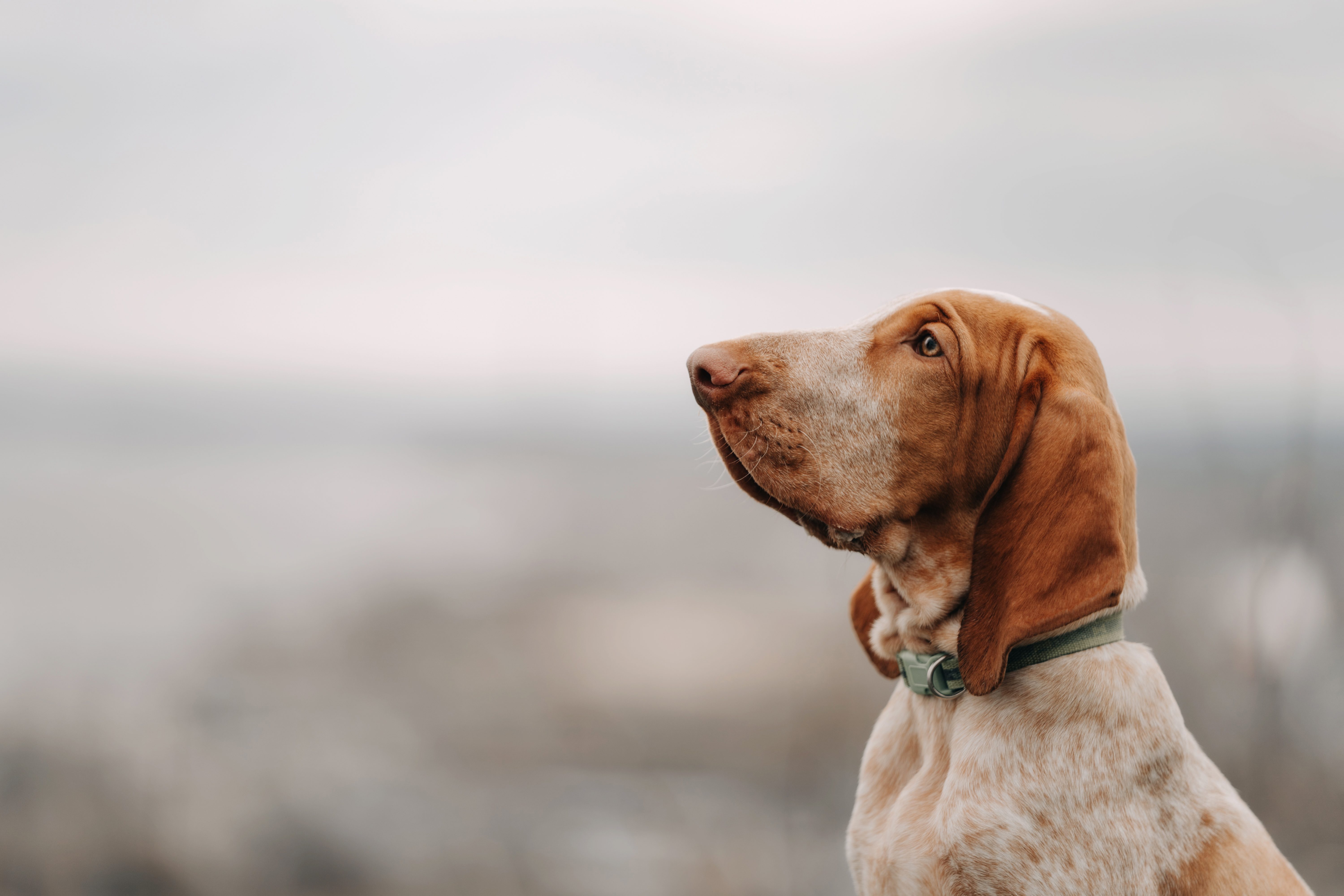 bracco italiano