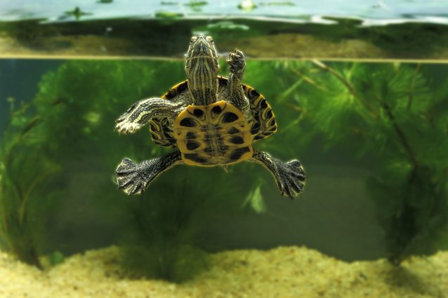 Trachemys scripta tartaruga americana