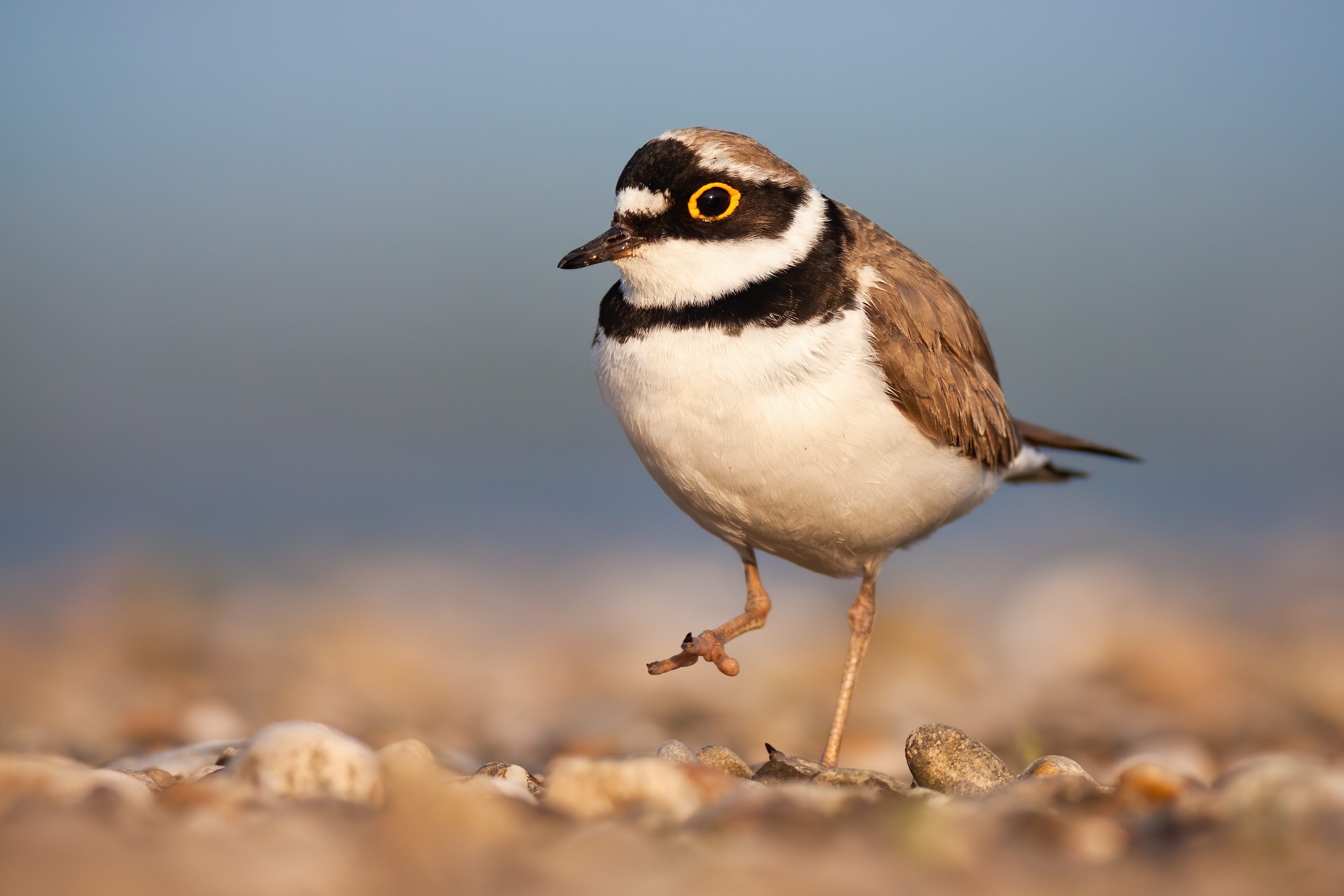 Corriere piccolo (Charadrius dubius)