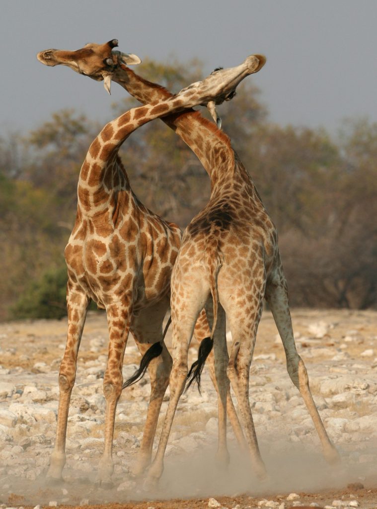 Le giraffe moderne usano invece i lunghi colli per lottare tra loro, comportamento conosciuto col nome di "necking"