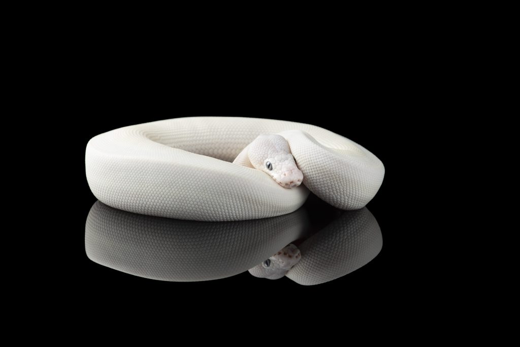 La Blue Eyed Leucistic Ball Python è una colorazione ottenuta in cattività selezionando e incrociando esemplari leucistici