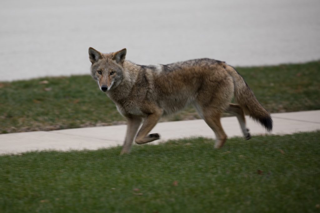 Coyote, lupi, orsi e linci frequentano sempre più spesso le città e i piccoli animali domestici lasciati all’esterno sono prede fin troppo facili da catturare