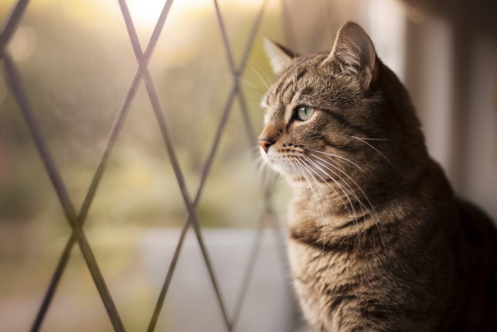 Tenere in casa e al sicuro il proprio gatto quando è necessario può essere inevitabile per salvaguardare la vita del felino e la biodiversità urbana