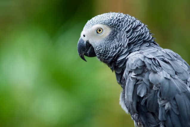Il Pappagallo Cenerino Psittacus Erithacus 