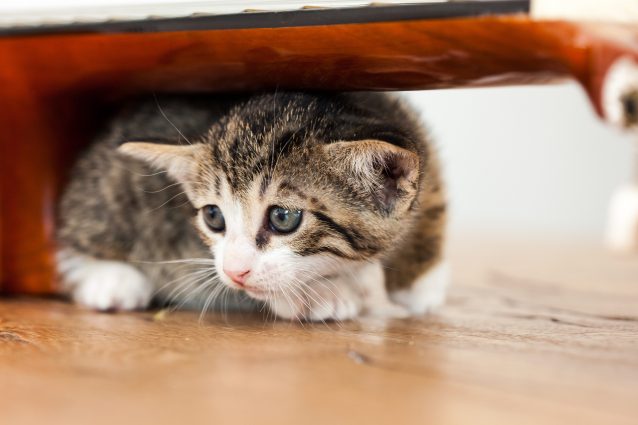 gatto