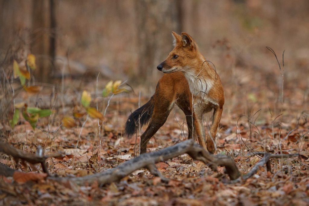 Un cuon o dhole, canide selvatico indiano