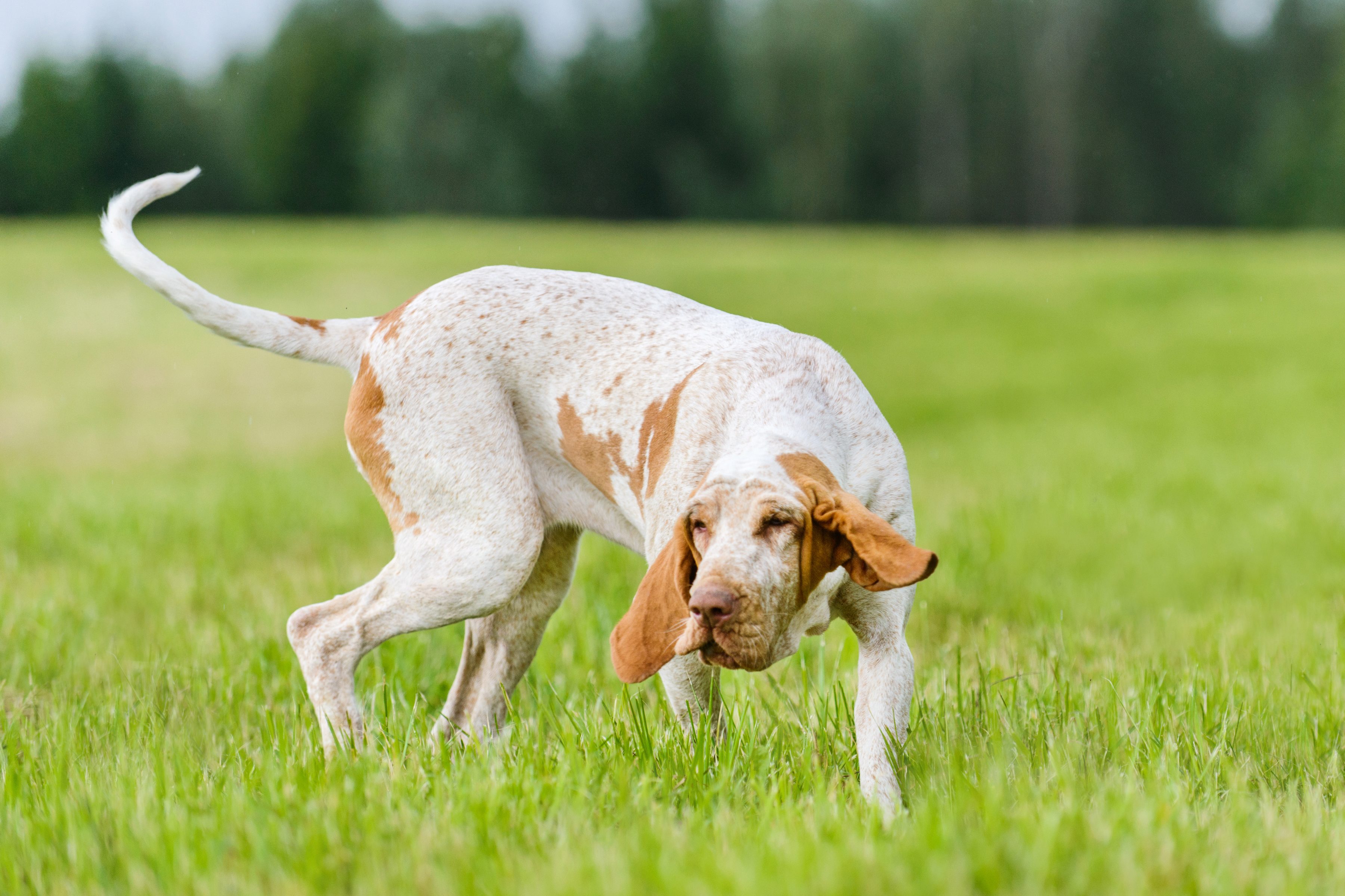 bracco italiano