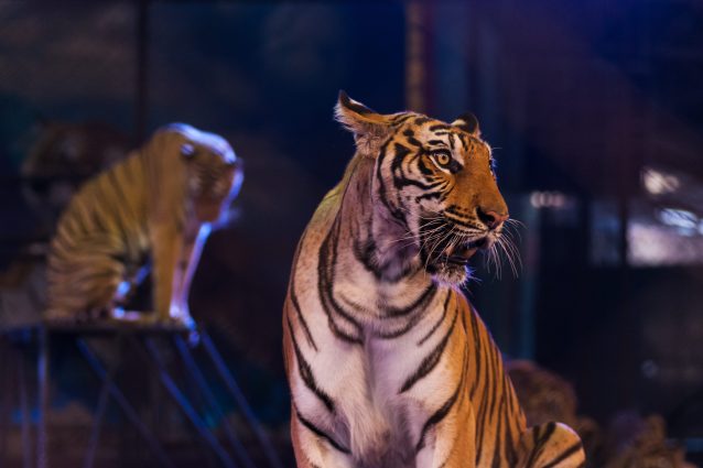 tigre circo