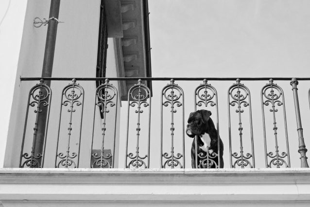 cane nero balcone