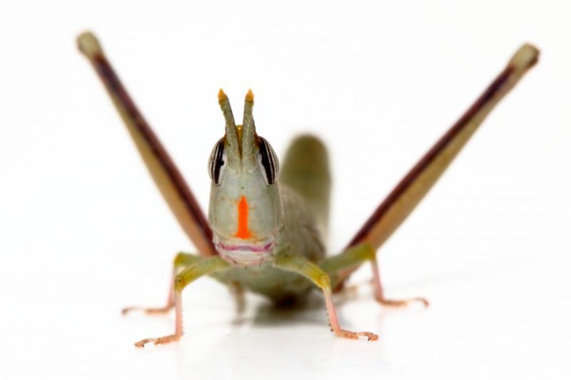 Warramaba flavolineata, una delle due specie che hanno dato origine all’ibrido. Foto di Michael Kearney