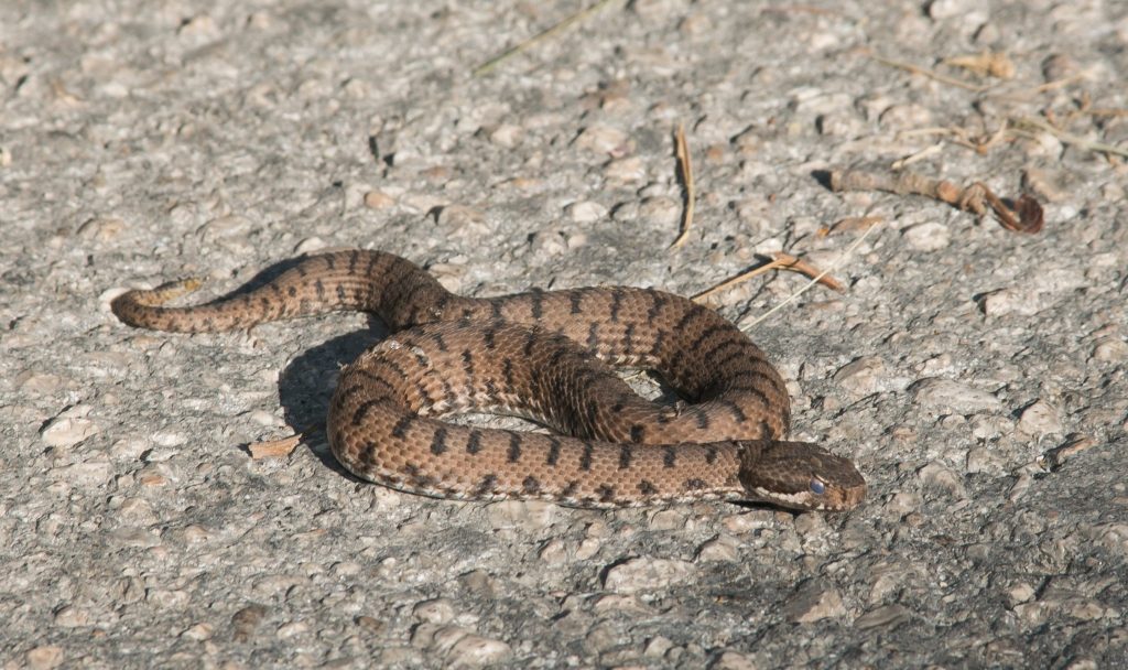 Una vipera comune su un sentiero di montagna, quasi certamente non ci è arrivata grazie a un paracadute