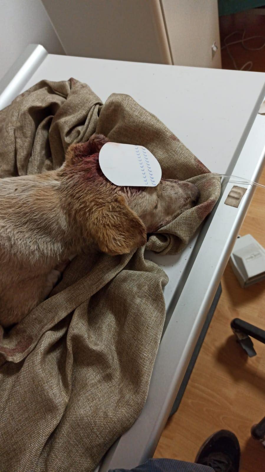 Cane ferito Charlie | Kodami
