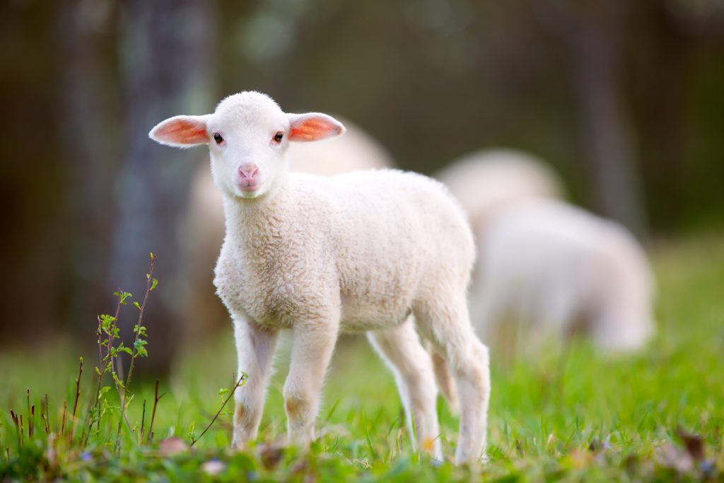 Dolly è stata il primo mammifero clonato a partire da una cellula somatica adulta