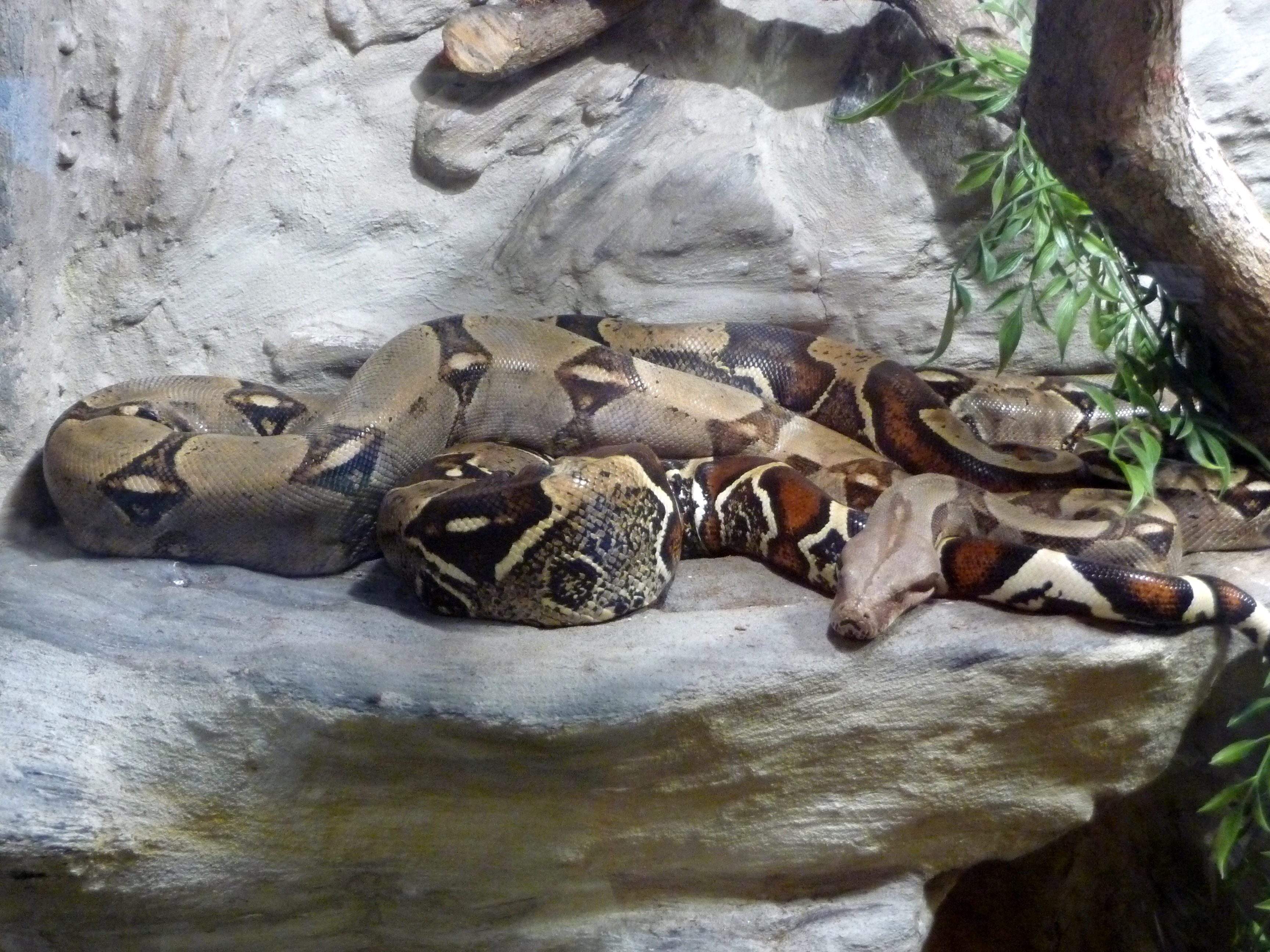 Boa constrictor, photo de Pavel Ševela via Wikimedia Commons