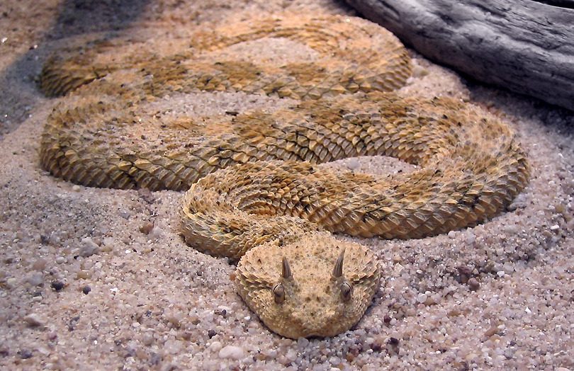 Vipera cornuta, foto di Wiki–Harfus tramite Wikimedia Commons