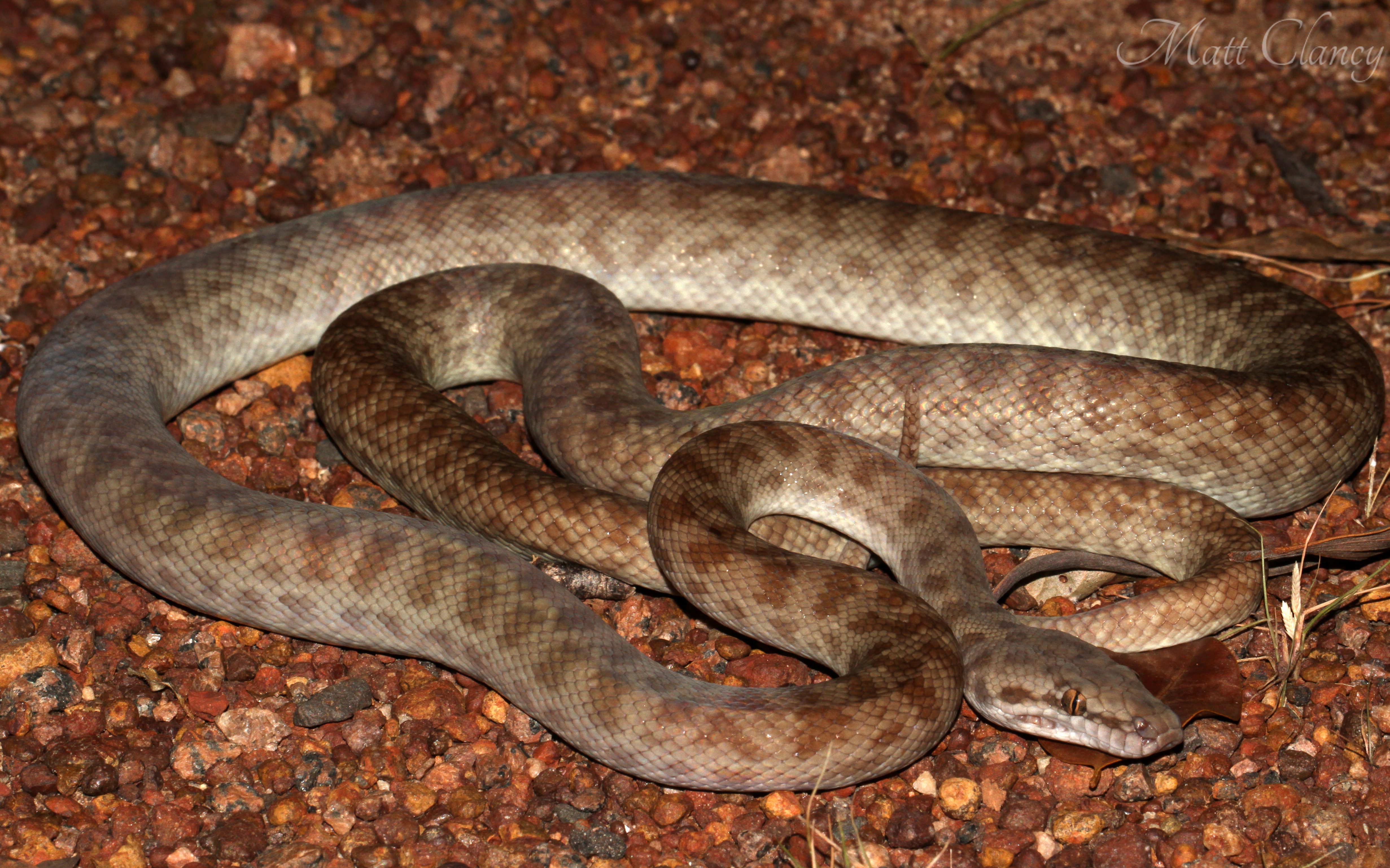 Python pour enfants, photo de Matt via Wikimedia Commons