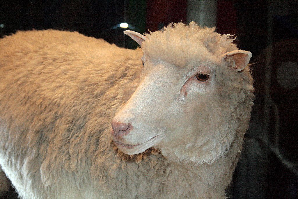 Dolly imbalsamata ed esposta al National Museum of Scotland