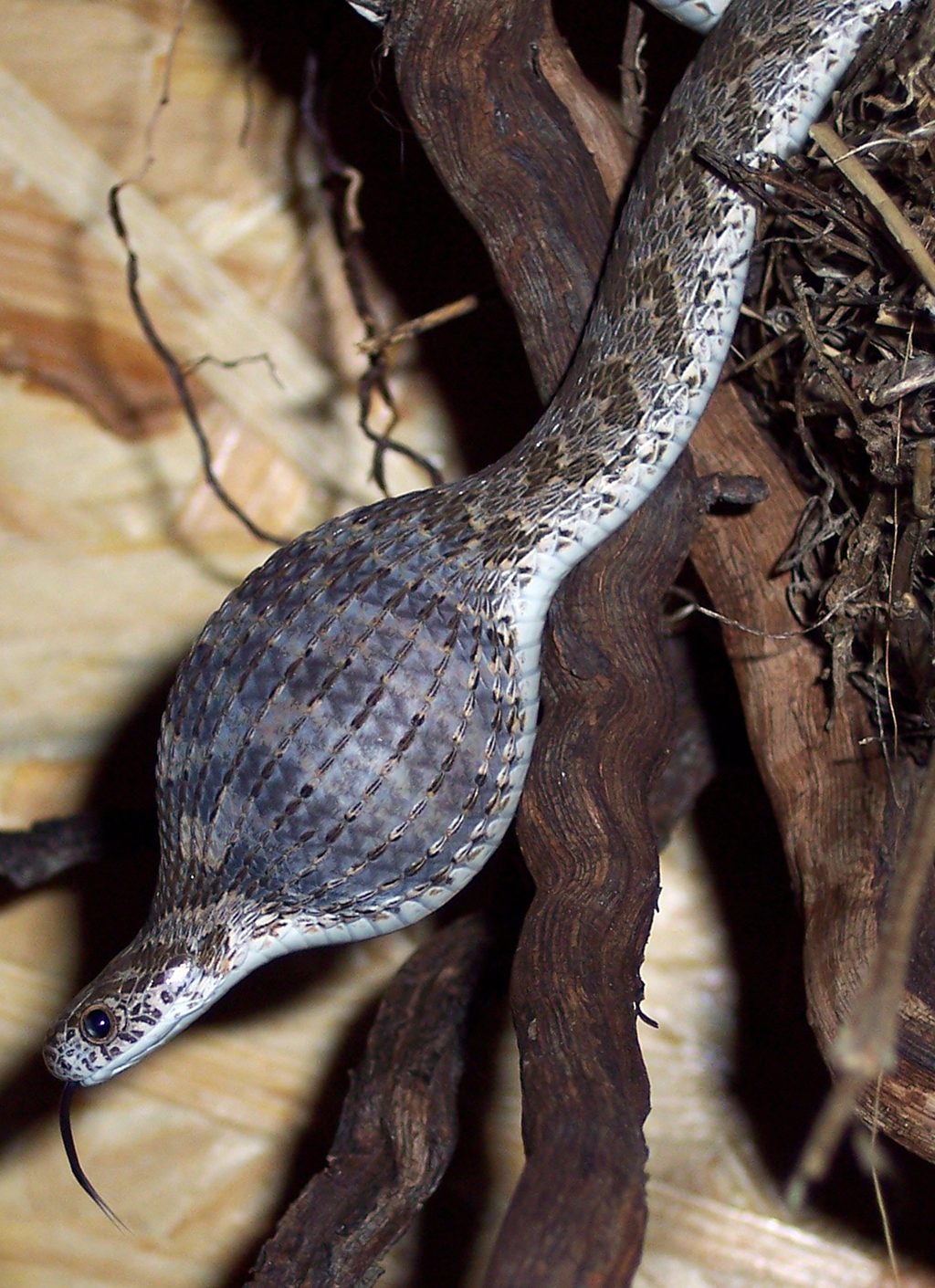 Serpent africain mangeur d'œufs qui vient d'avaler un œuf entier, photo de Benutzer via Wikimedia Commons