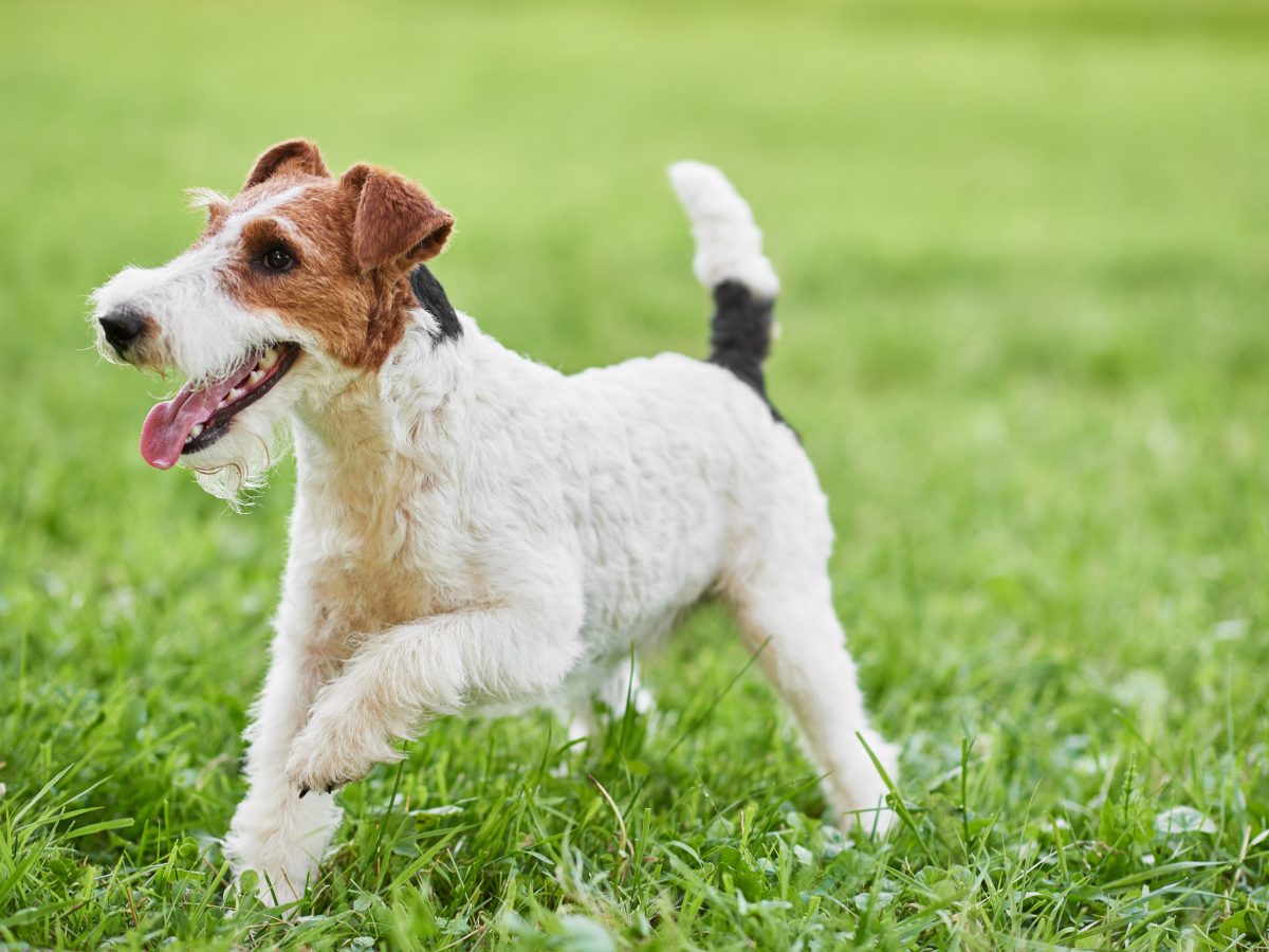 Il Fox Terrier a pelo ruvido, coraggioso e ostinato cacciatore Il Fox Terrier a pelo ruvido, coraggioso e ostinato cacciatore