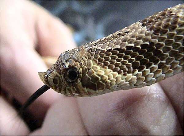 Serpent à tête de cochon, photo de Dawson via Wikimedia Commons