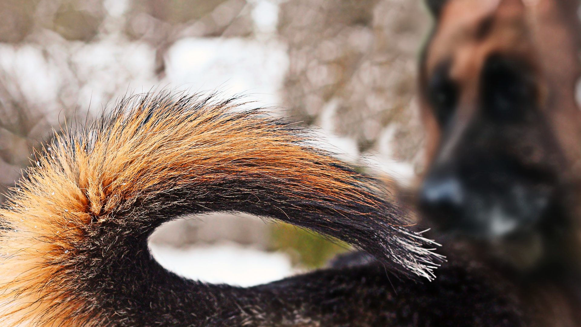 Cane che si rincorre la coda l'importanza della percezione del tail