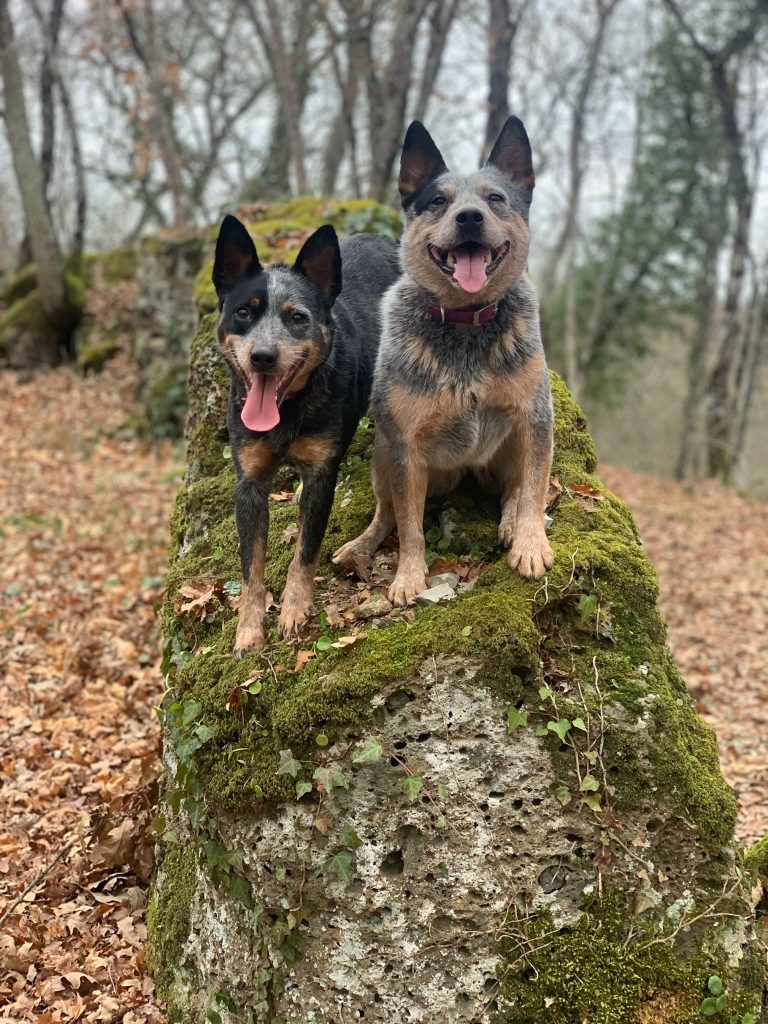 Moka e Baka, due dei Cattle Dog di Sergio Stefani arrivate tempo addietro al rescue ed ora membri stabili della famiglia.