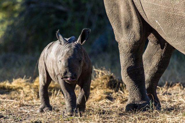 Princesa, la prima nata dopo il trasferimento dei rinoceronti nel parco del Mozambico (credits: Peace Parks Foundation)