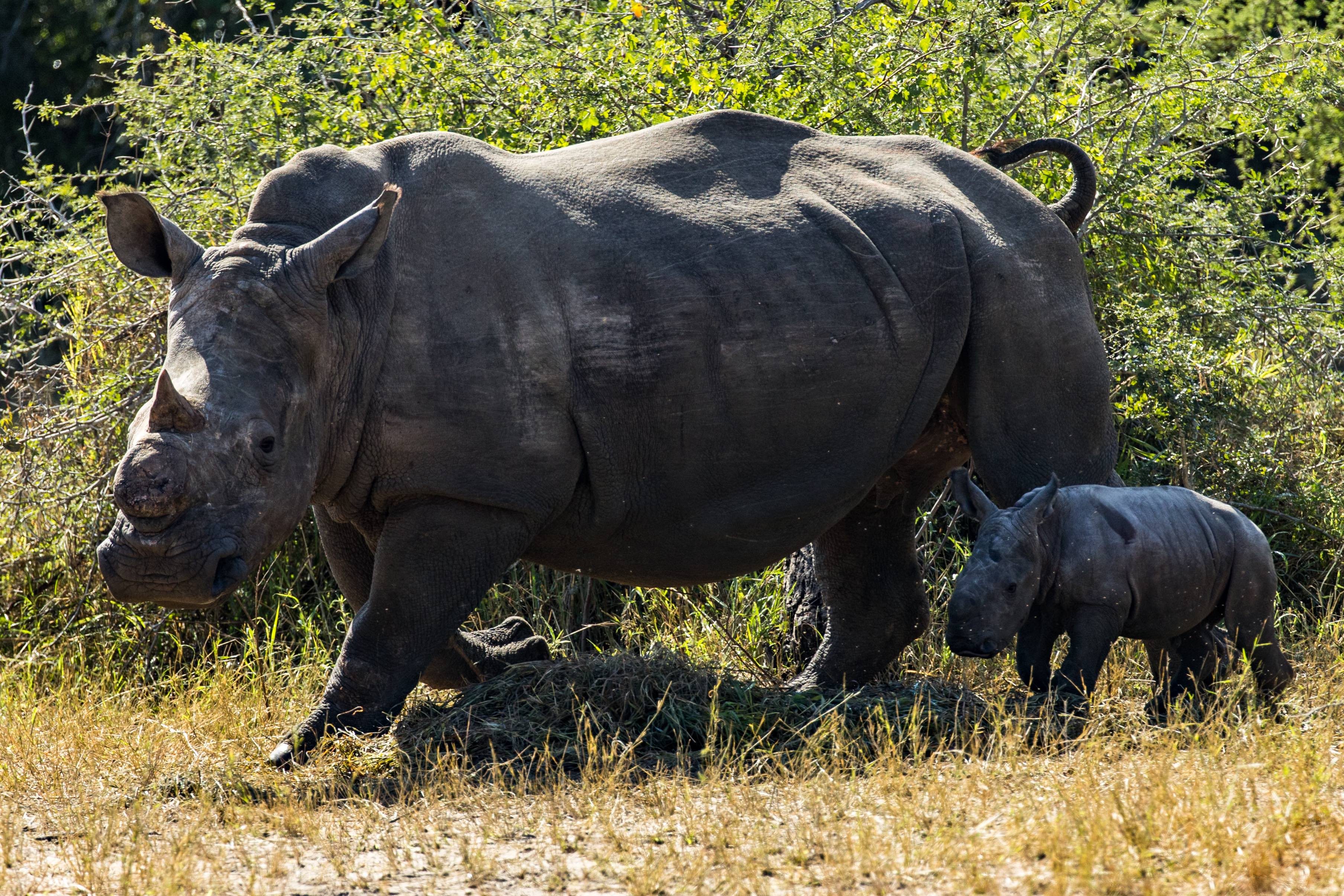 Princesa, la prima cucciola nata, e la madre nel parco (credits:@PeaceParkFoundation)