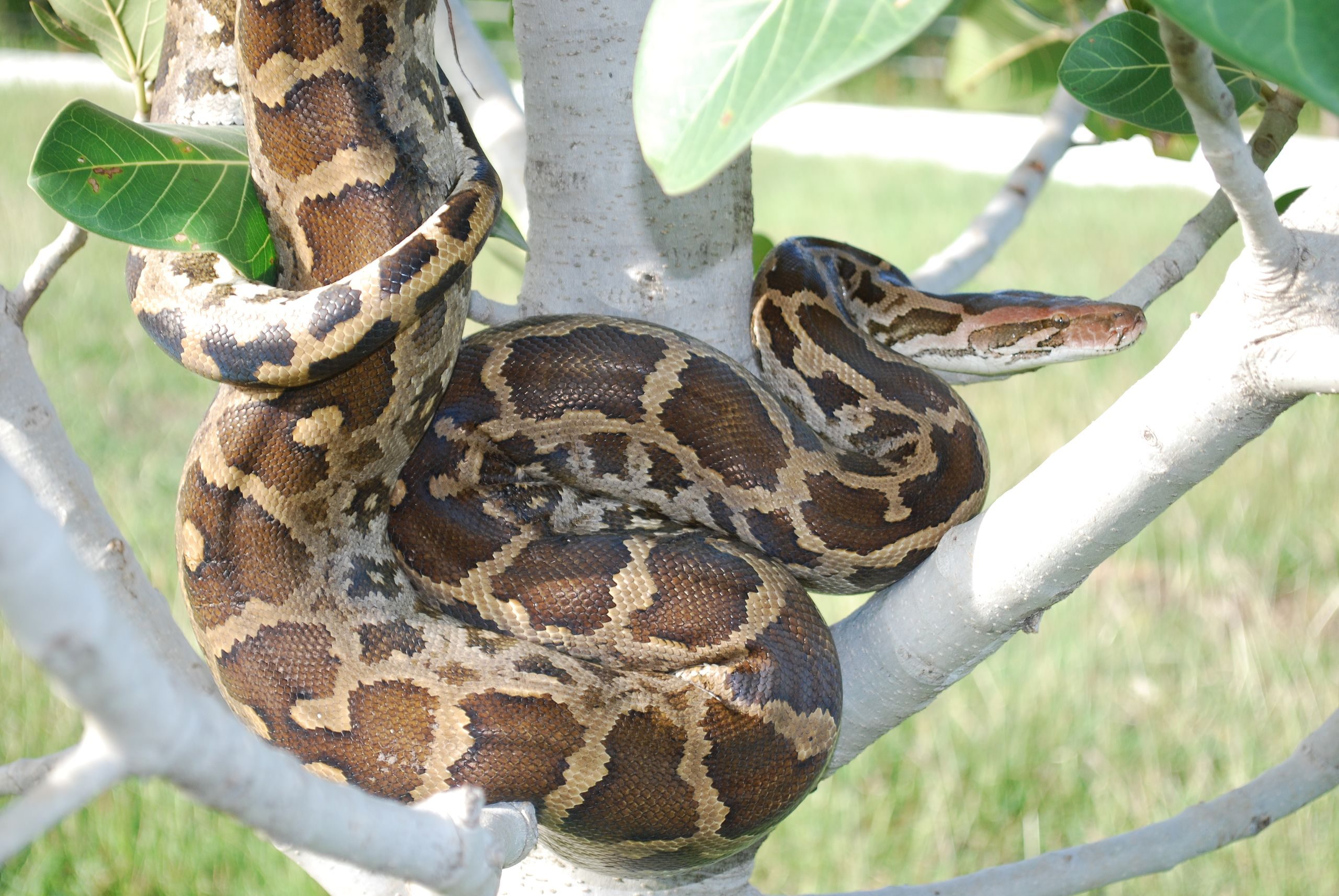 Moluro Python, photo de Pratik Jain via Wikimedia Commons