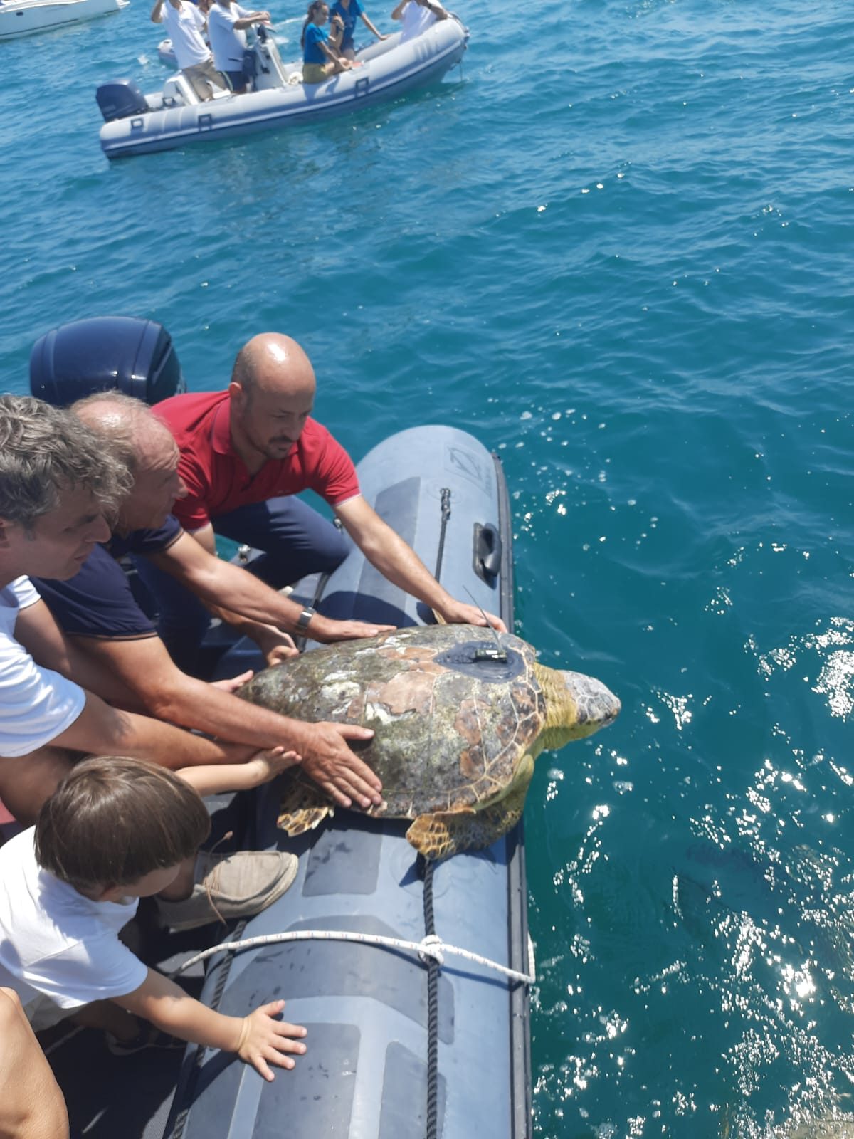 Rilascio in mare tartaruga LIFE