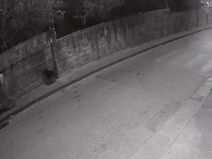 cane abbandonato cercola