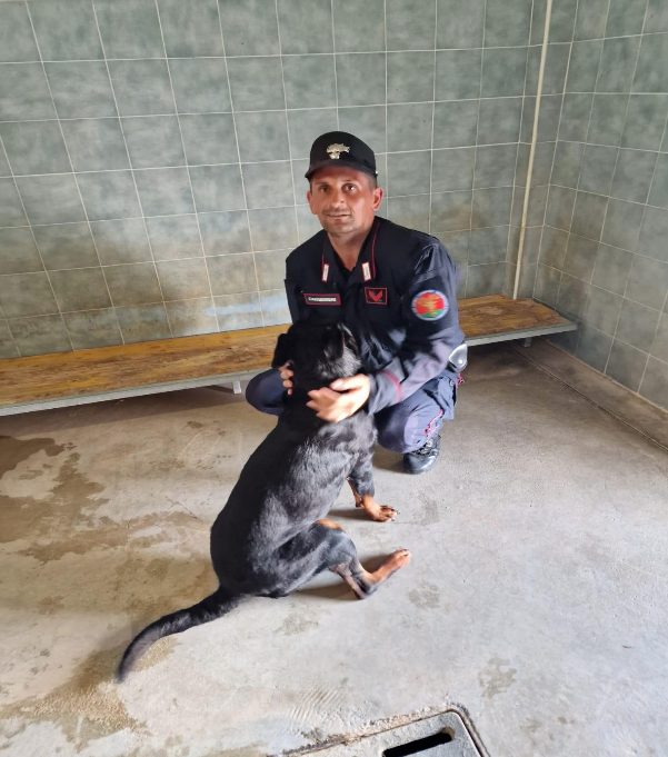 Rottweiler sauvé