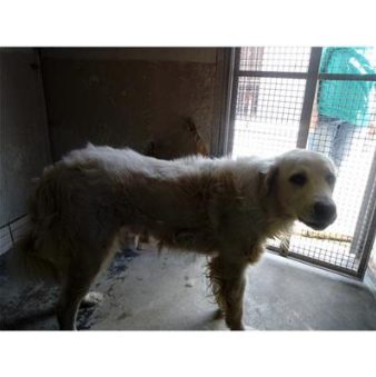 cane canile