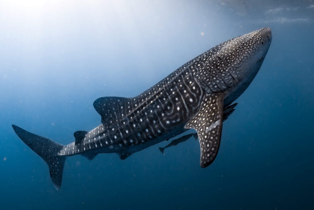 Avec sa longueur maximale de 18 mètres, le requin baleine est le plus gros poisson du monde