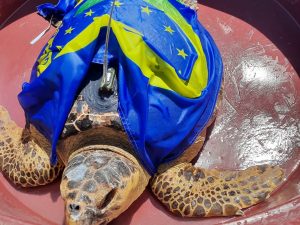 Tartaruga LIFE con satellitare