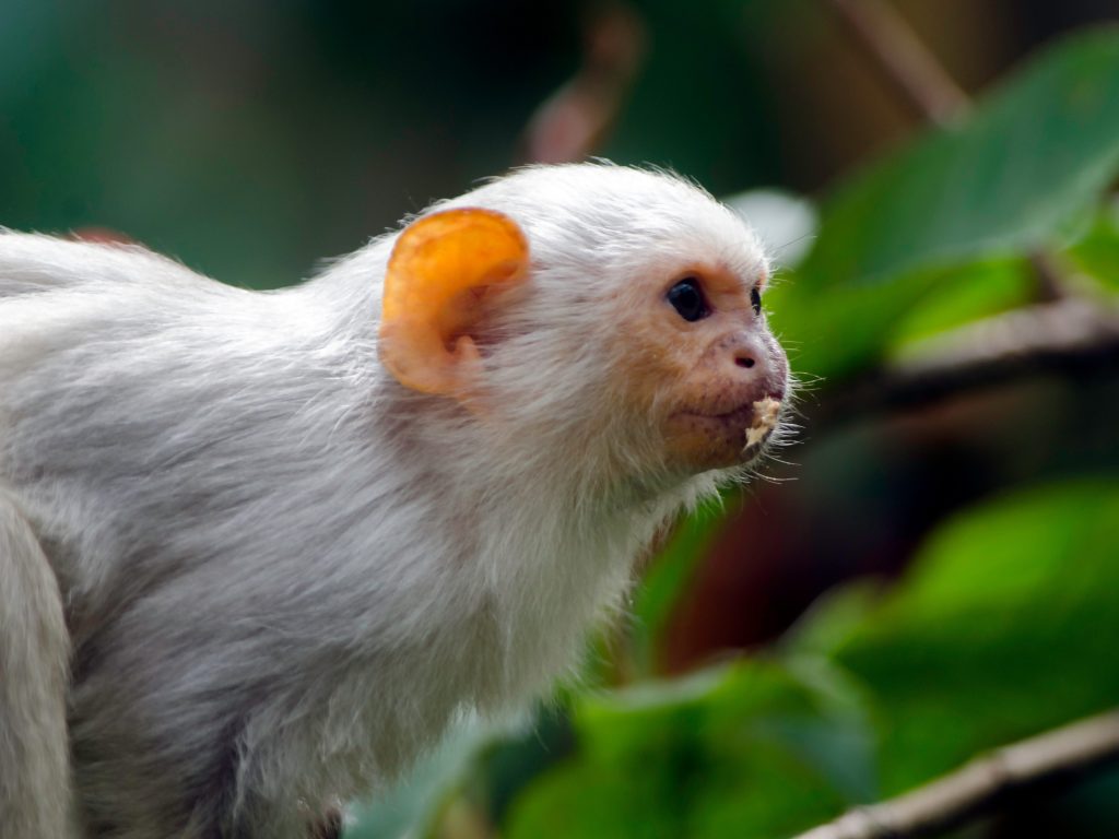 In natura, i piccoli uistitì argentati vivono in gruppi sociali tra le foreste sud–orientali del Brasile