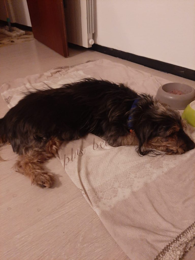 Bregungia nei suoi ultimi giorni di vita