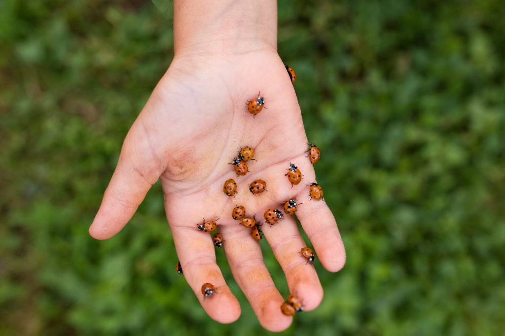 Anche rilasciare coccinelle o altri insetti può causare danni enormi all’ambiente